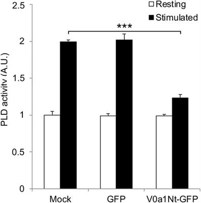 V-ATPase modulates exocytosis in neuroendocrine cells through the activation of the ARNO-Arf6-PLD pathway and the synthesis of phosphatidic acid